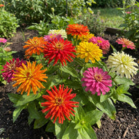 Zinnia Cactus Mixed Colors Zinnia Elegans – Colorful Garden Flower Seeds
