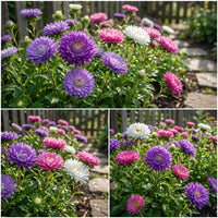 Aster China Callistephus Chinensis – Hardy Garden Flower Seeds