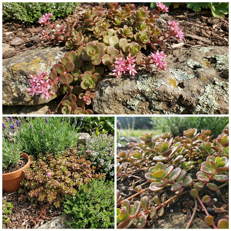 Sedum Stolon Stonecrop Sedum Stoloniferum – Succulent Garden Seeds