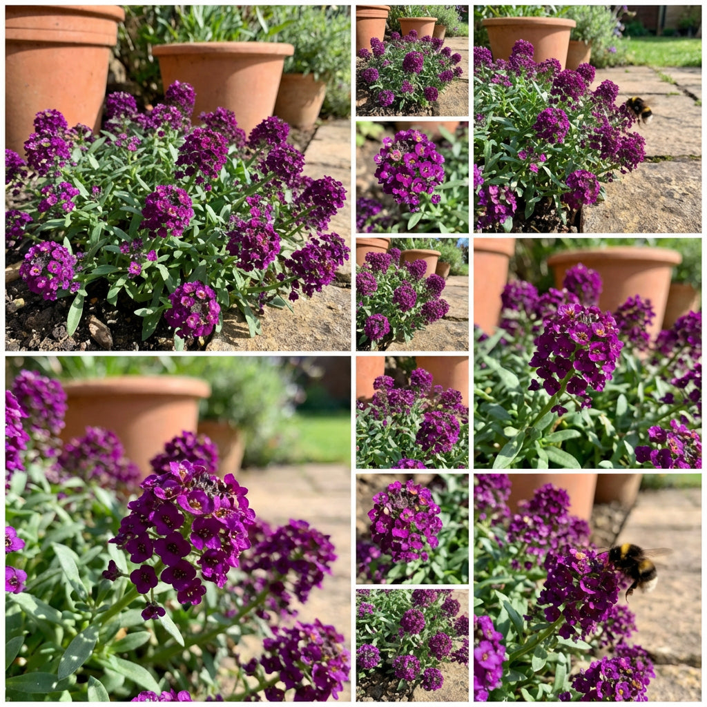 Alyssum Oriental Nights Lobularia Maritima – Fragrant Garden Flower Seeds