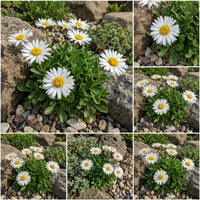 Aster Alpine White Aster Alpinus – Perennial Mountain Flower Seeds
