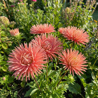 Aster Needle Unicum Salmon Pink Callistephus Chinensis – Vibrant Garden Flower Seeds