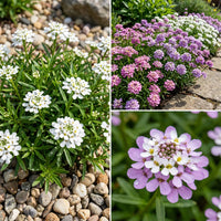 Candytuft Dwarf Iberis Umbellata – Compact Garden Flower Seeds
