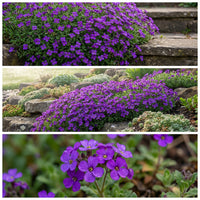 Aubrieta Rock Cress Cascade Purple Aubrieta Hybrida Superbissima – Vibrant Garden Flower Seeds