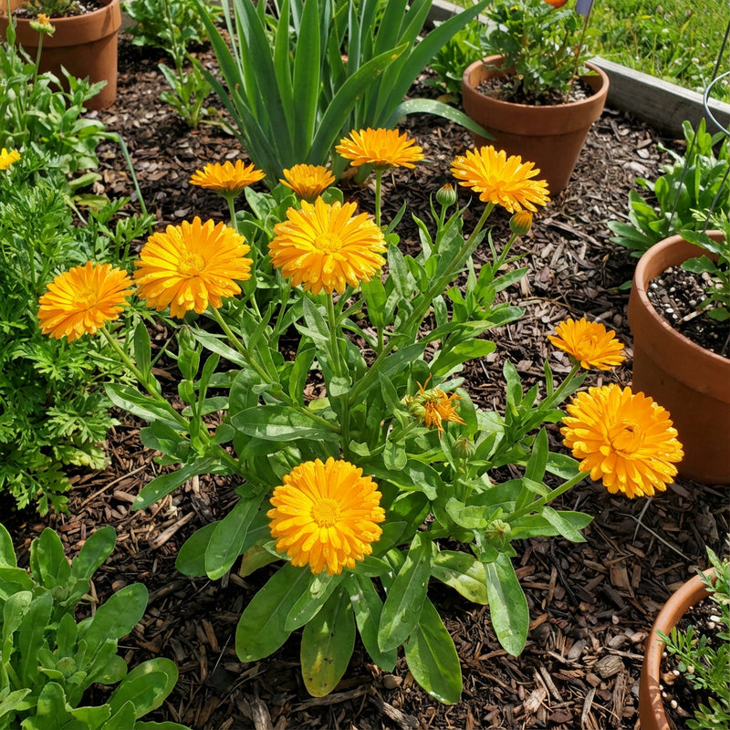 Calendula Golden Emperor Calendula Officinalis – Heirloom Garden Flower Seeds