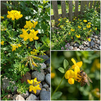 Bird's Foot Trefoil Lotus Corniculatus – Hardy Perennial Garden Seeds