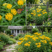 Butterfly Weed Hello Yellow Asclepias Tuberosa – Bright Pollinator-Friendly Garden Seeds