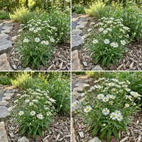 Aster Upland White Aster Ptarmicoides – Dwarf Garden Flower Seeds