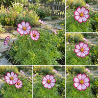 Cosmos Candy Stripe Cosmos Bipinnatus – Striped Garden Flower Seeds