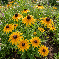 Black Eyed Susan Rudbeckia Hirta – Perennial Garden Flower Seeds
