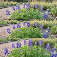 Texas Wild Lupine – Colorful Wildflower Garden Seeds