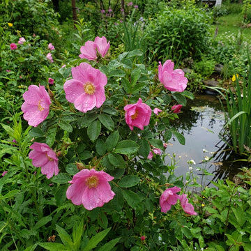 Swamp Rose – Hardy Wildflower Garden Seeds