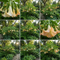 Sacred Datura Moon Flower – Angel Trumpet Garden Flower Seeds