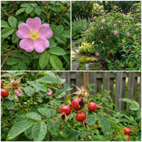Swamp Rose – Hardy Wildflower Garden Seeds