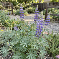 Arroyo Lupine – Hardy Wildflower Garden Seeds