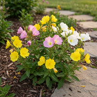 Evening Primrose – Colorful Wildflower Garden Seeds