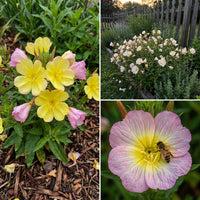 Evening Primrose – Colorful Wildflower Garden Seeds
