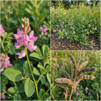Illinois Tick Trefoil – Hardy Wildflower Garden Seeds