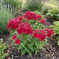 Red Drummond Phlox – Colorful Wildflower Garden Seeds