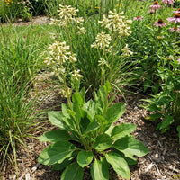 Prairie Indian Plantain – Hardy Wildflower Garden Seeds