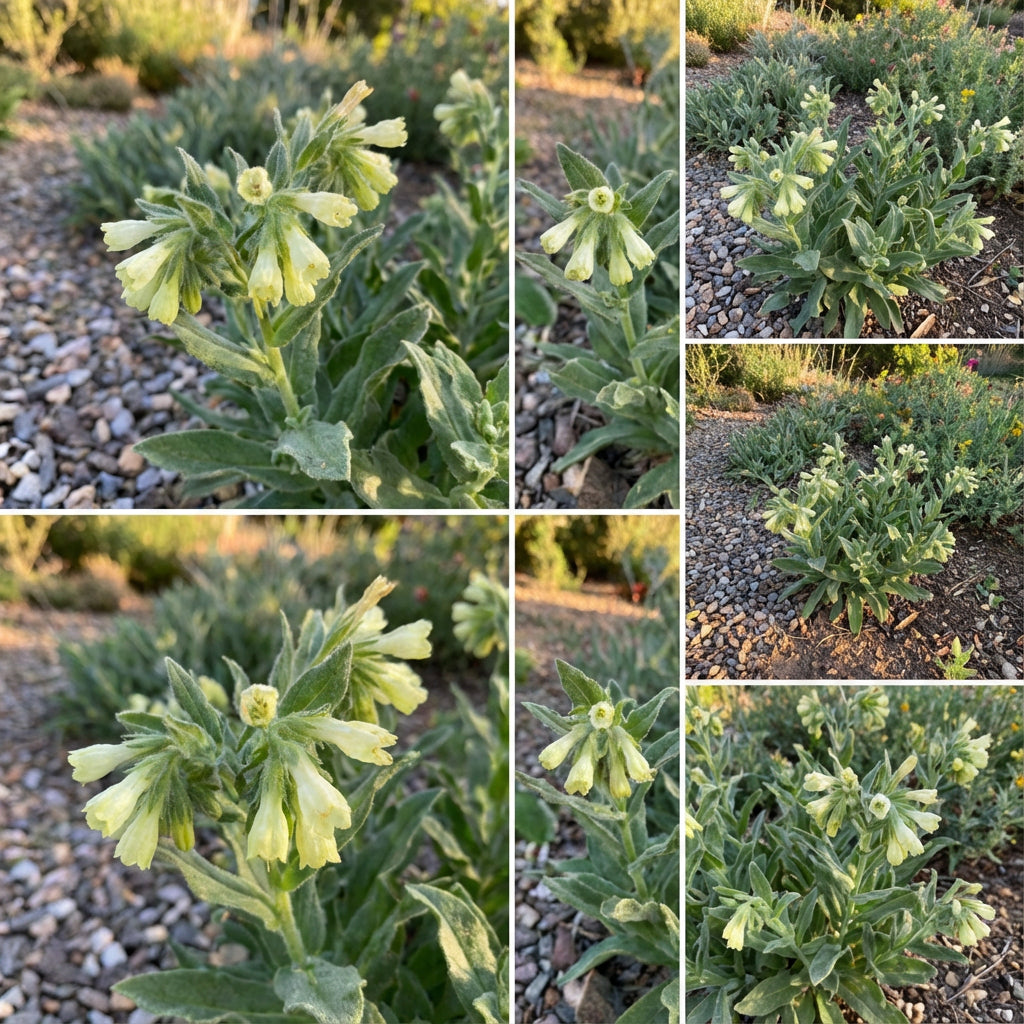 Marbleseed – Hardy Wildflower Garden Seeds