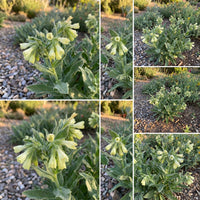 Marbleseed – Hardy Wildflower Garden Seeds