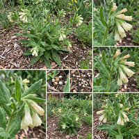 Marbleseed – Hardy Wildflower Garden Seeds