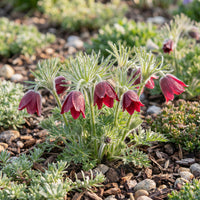 Pasque Flower Red Pulsatilla Vulgaris Rubra – Hardy Perennial Garden Seeds
