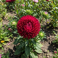 Aster Gremlin Dark Rose Double Callistephus Chinensis – Compact Flower Seeds