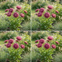 Aster Gremlin Dark Rose Double Callistephus Chinensis – Compact Flower Seeds