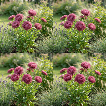 Aster Gremlin Dark Rose Double Callistephus Chinensis – Compact Flower Seeds