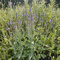 Vervain Hoary Verbena Stricta – Perennial Garden Flower Seeds