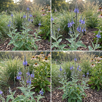 Vervain Hoary Verbena Stricta – Perennial Garden Flower Seeds