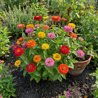 Zinnia Thumbelina Dwarf Mixed Colors Zinnia Elegans – Compact Garden Flower Seeds