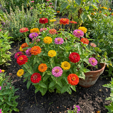 Zinnia Thumbelina Dwarf Mixed Colors Zinnia Elegans – Compact Garden Flower Seeds