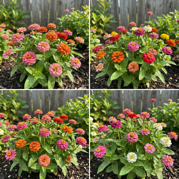 Zinnia Thumbelina Dwarf Mixed Colors Zinnia Elegans – Compact Flower Seeds