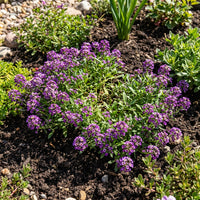 Alyssum Violet Queen Lobularia Maritima – Fragrant Garden Flower Seeds