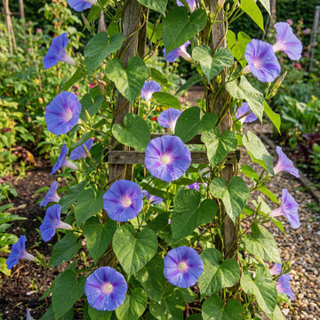 Ionia Japanese Morning – Garden Flower Seeds