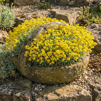 Basket of Gold – Colorful Wildflower Garden Seeds