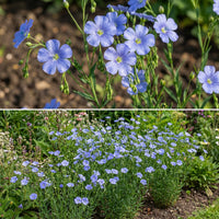 Blue Flax – Colorful Wildflower Garden Seeds