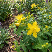 Great St Johns Wort Hypericum Perforatum – Perennial Flower Seeds