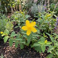 Great St Johns Wort Hypericum Perforatum – Perennial Flower Seeds