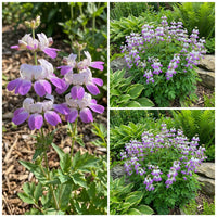 Chinese Houses Dicentra Spectabilis – Perennial Garden Flower Seeds