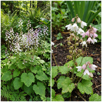 Bishop’s Cap – Colorful Wildflower Garden Seeds