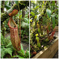 Lowland Nepenthes – Ornamental Pitcher Plant Seeds