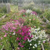 None So Pretty Catchfly – Colorful Wildflower Garden Seeds