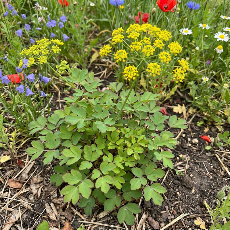 Yellow Pimpernel – Colorful Wildflower Garden Seeds