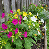 Rose Four O'Clock – Colorful Wildflower Garden Seeds