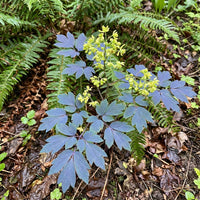 Blue Cohosh – Hardy Wildflower Seeds