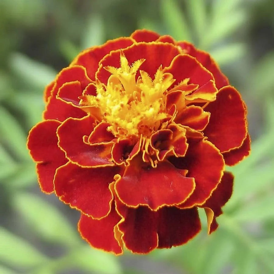 French Marigold flowering plants for garden borders, flower beds, and containers.